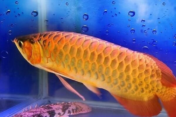 龍魚苗價(jià)格：龍魚苗價(jià)格從幾元到數(shù)十萬元不等