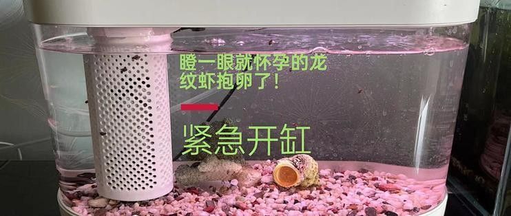 龍紋魚缸的最佳尺寸是多少？