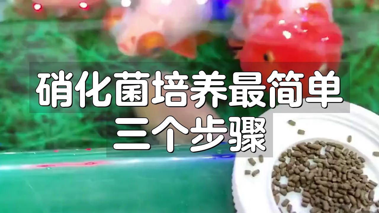 給我一份詳細的硝化菌培養步驟
