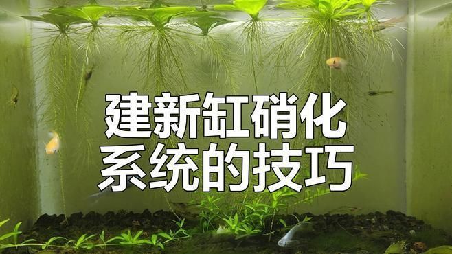 給我一份詳細的硝化菌培養步驟