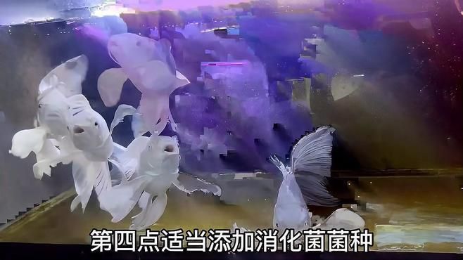 給我一份詳細的硝化菌培養步驟