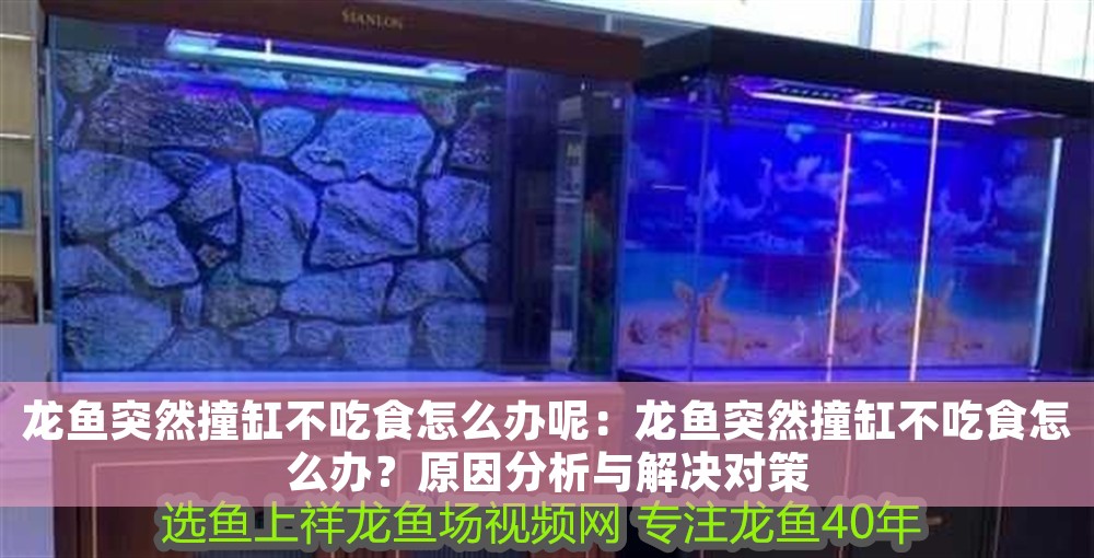 龍魚突然撞缸不吃食怎么辦呢：龍魚突然撞缸不吃食怎么辦？原因分析與解決對策
