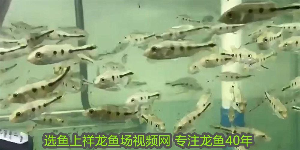 龍魚水霉可以下黃粉嗎視頻：龍魚水霉可以下黃粉嗎？科學(xué)治療與預(yù)防指南