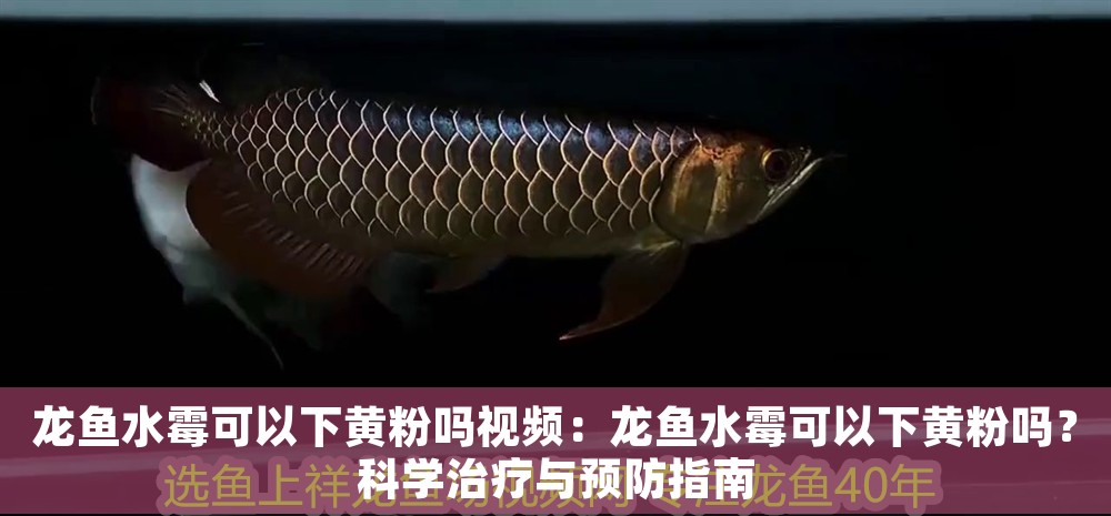 龍魚水霉可以下黃粉嗎視頻：龍魚水霉可以下黃粉嗎？科學治療與預防指南