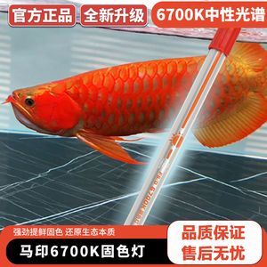 養(yǎng)龍魚三基色和nec那個(gè)好（養(yǎng)龍魚時(shí)，選擇三基色燈和nec燈各有其優(yōu)勢(shì)）
