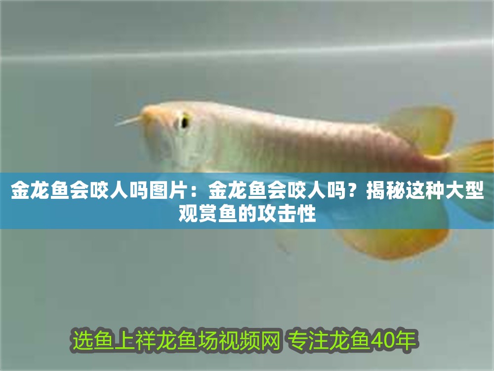 金龍魚會咬人嗎圖片：金龍魚會咬人嗎？揭秘這種大型觀賞魚的攻擊性