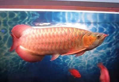 紅龍魚鱗片大好還是小好：如何辨別紅龍魚血統，紅龍魚最佳養殖環境