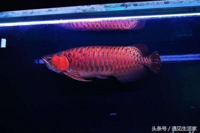 紅龍魚(yú)鱗片大好還是小好：如何辨別紅龍魚(yú)血統(tǒng)，紅龍魚(yú)最佳養(yǎng)殖環(huán)境