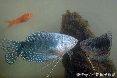 龍魚魚缸繁殖教程：龍魚的繁殖方法