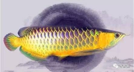 為什么喜歡龍魚的原因：為什么人們喜歡龍魚？