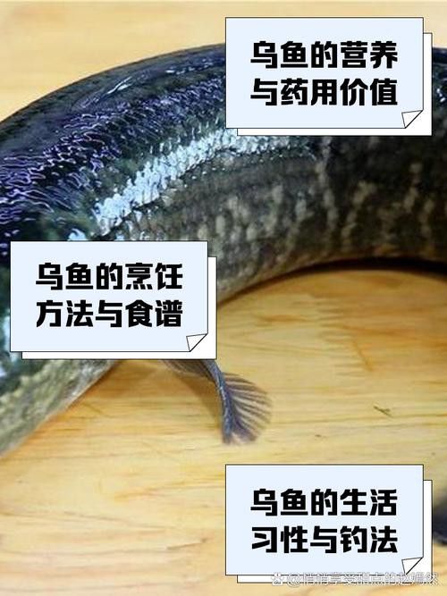 烏龍魚是什么魚圖片大全視頻