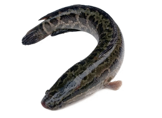 烏龍魚是什么魚圖片大全視頻