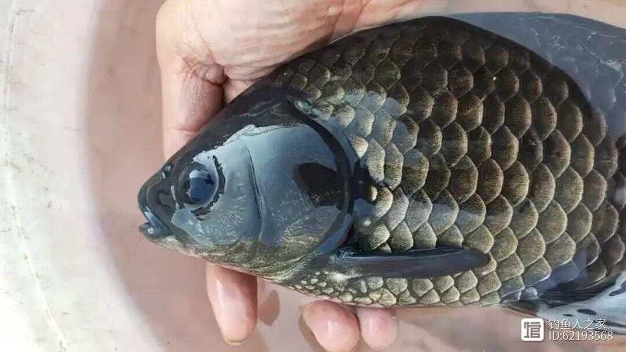 烏龍魚是什么魚圖片大全視頻