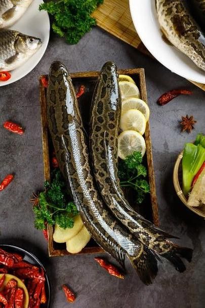 烏龍魚是什么魚圖片大全視頻