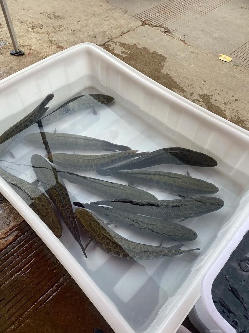 烏龍魚是什么魚圖片大全視頻