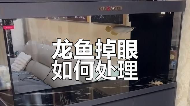 龍魚掉眼最簡單的恢復方法視頻教程圖片