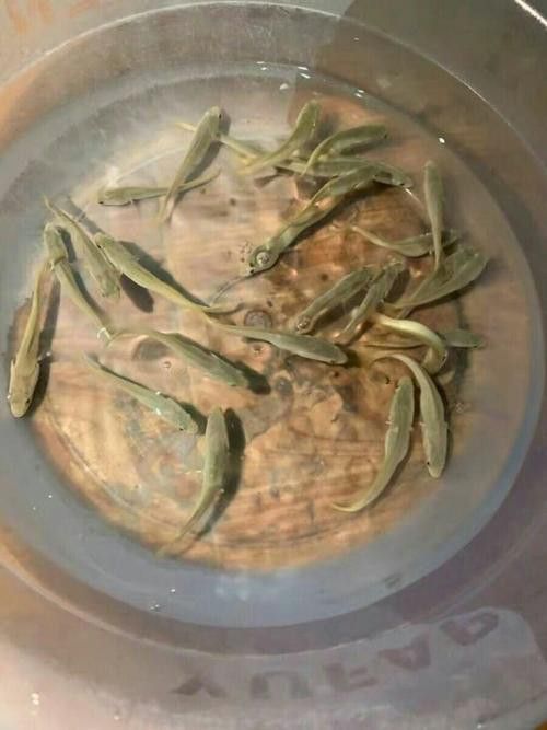 烏龍魚是什么魚圖片大全視頻