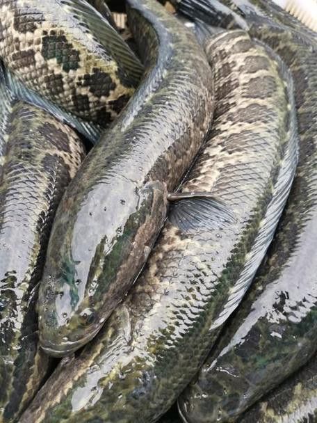 烏龍魚是什么魚圖片大全視頻