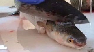 烏龍魚是什么魚圖片大全視頻