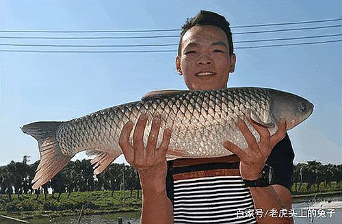烏龍魚是什么魚圖片大全視頻
