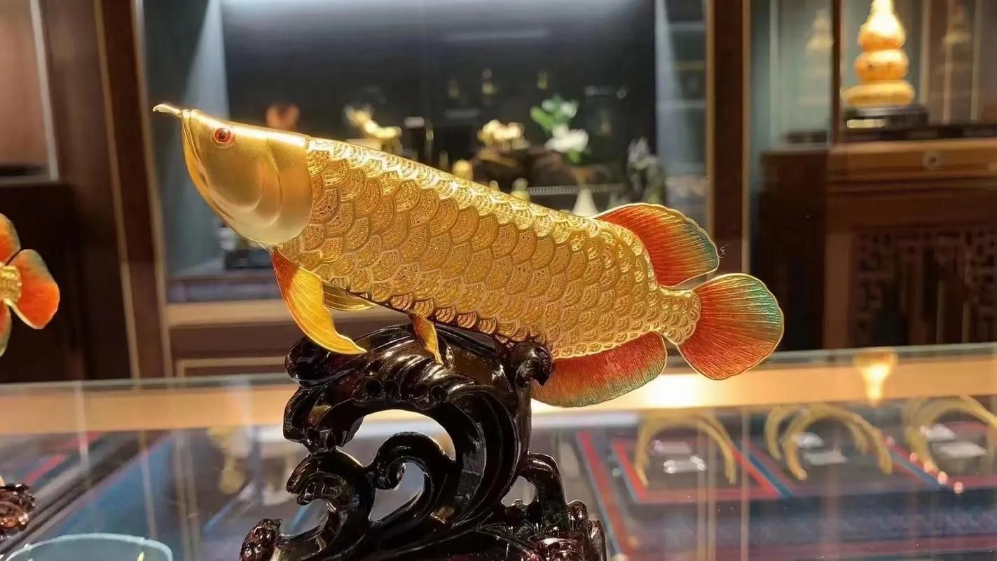 能提供幾張龍魚鎮(zhèn)宅的圖片嗎？