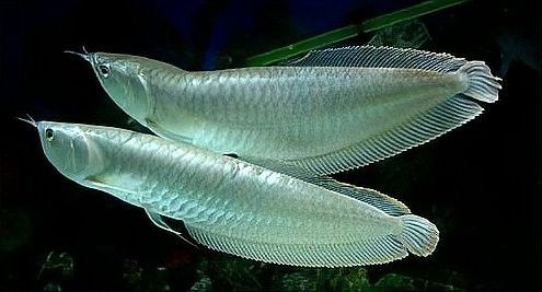 銀龍魚一個月長多少