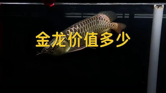 古典金龍與過(guò)背金龍的市場(chǎng)價(jià)值
