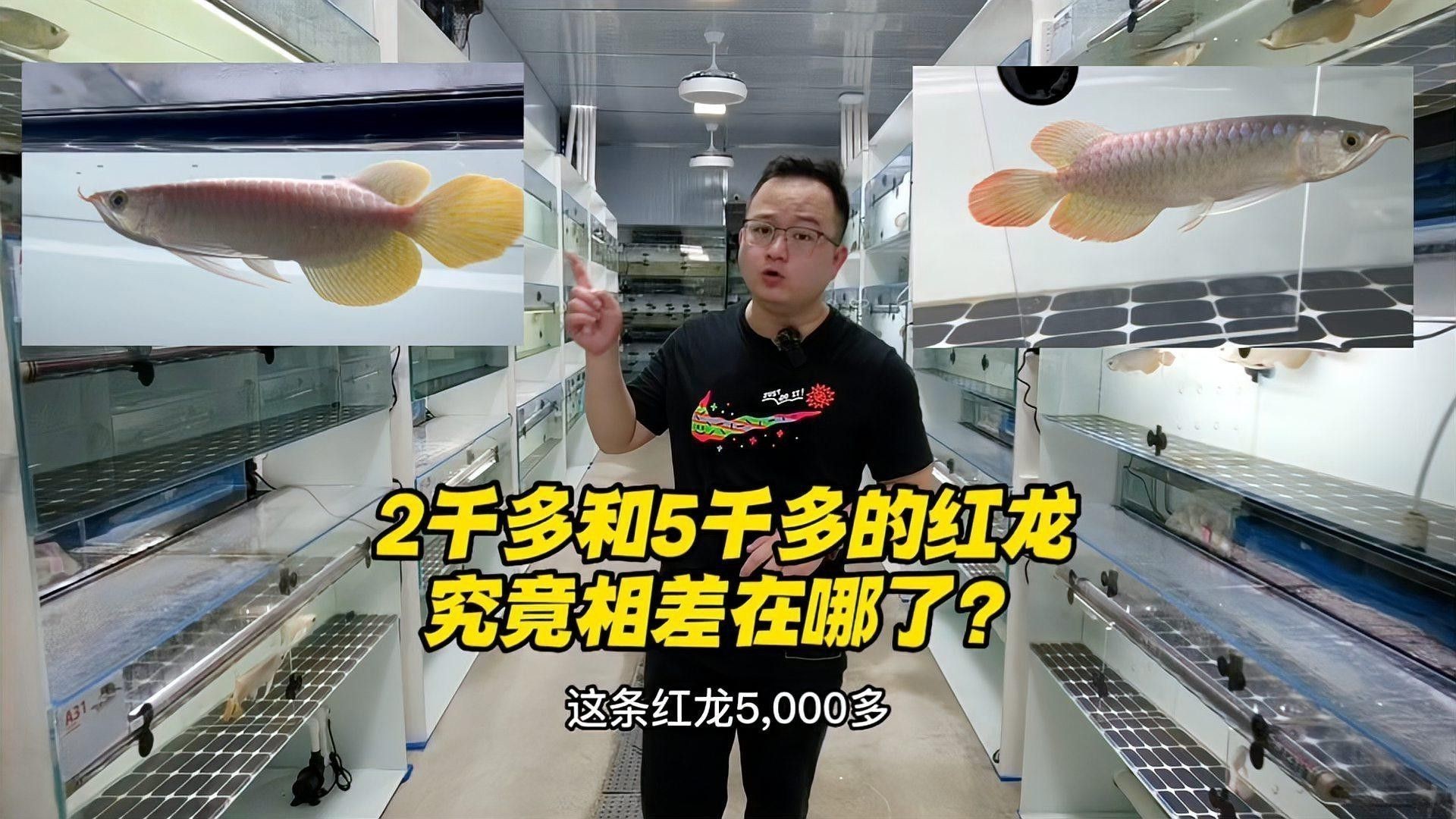 紅龍魚去哪里買便宜好養活