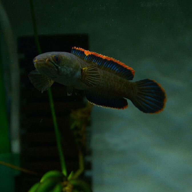 雷龍魚跟黑魚的區(qū)別:雷龍魚和黑魚在外觀特征、生活環(huán)境、生活環(huán)境、飼養(yǎng)條件和用途等 龍魚百科 第5張 雷龍魚跟黑魚的區(qū)別:雷龍魚和黑魚在外觀特征、生活環(huán)境、生活環(huán)境、飼養(yǎng)條件和用途等 雷龍魚跟黑魚的區(qū)別:雷龍魚和黑魚在外觀特征、生活環(huán)境、生活環(huán)境、飼養(yǎng)條件和用途等 龍魚百科 第5張