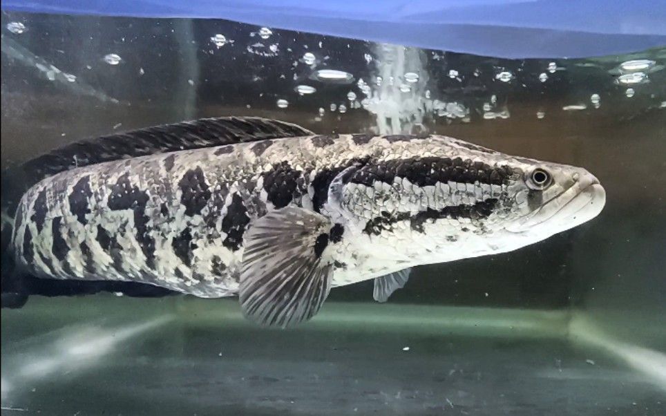 雷龍魚跟黑魚的區(qū)別:雷龍魚和黑魚在外觀特征、生活環(huán)境、生活環(huán)境、飼養(yǎng)條件和用途等 龍魚百科 第4張 雷龍魚跟黑魚的區(qū)別:雷龍魚和黑魚在外觀特征、生活環(huán)境、生活環(huán)境、飼養(yǎng)條件和用途等 雷龍魚跟黑魚的區(qū)別:雷龍魚和黑魚在外觀特征、生活環(huán)境、生活環(huán)境、飼養(yǎng)條件和用途等 龍魚百科 第4張
