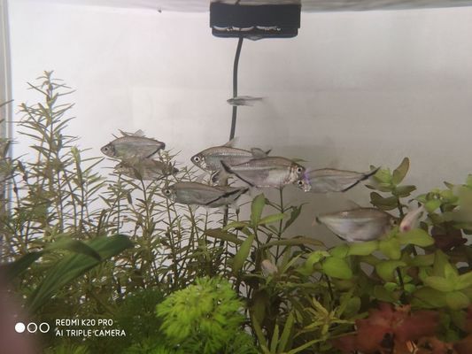 龍魚ph值太低怎么辦：龍魚ph值偏低怎么辦