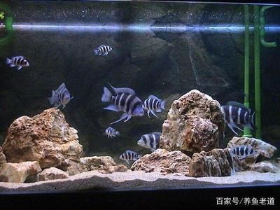 龍魚養(yǎng)水需要多長(zhǎng)時(shí)間（龍魚養(yǎng)水需要多長(zhǎng)時(shí)間，）