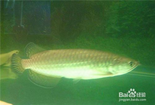 金龍魚為什么老是在缸底下游：為什么金龍魚老在缸底下游 金龍魚為什么老是在缸底下游：為什么金龍魚老在缸底下游 龍魚百科 第3張