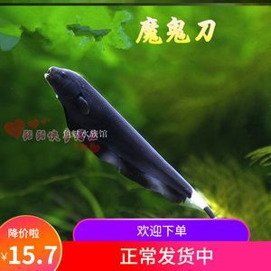 黑羽毛魚和龍魚混養(yǎng)好嗎：黑羽毛魚可以和什么魚混養(yǎng) 黑羽毛魚和龍魚混養(yǎng)好嗎：黑羽毛魚可以和什么魚混養(yǎng) 龍魚百科 第2張