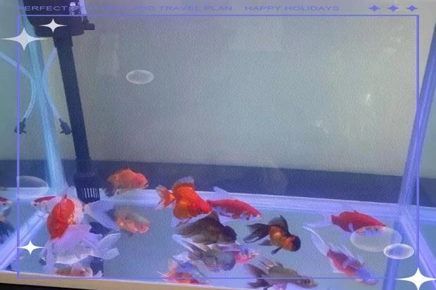 銀龍魚趴缸底怎么回事啊