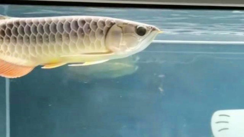 過背金龍魚燈光最簡單三個步驟