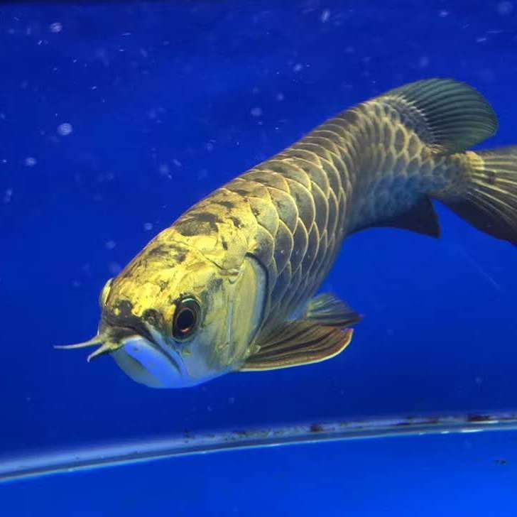 過背金龍魚燈光最簡單三個步驟