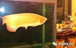 紅龍魚喂食后多久可以換水嗎（紅龍魚喂食后多久可以換水）
