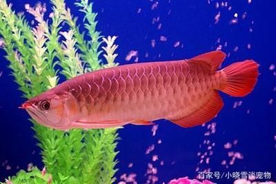 紅龍魚喂食后多久可以換水嗎（紅龍魚喂食后多久可以換水）