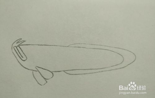 如何畫金龍魚，金龍魚簡筆畫入門教程