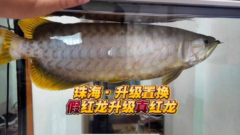 50公分紅龍魚的價格是多少？ 50公分紅龍魚的價格是多少？ 龍魚百科 第13張