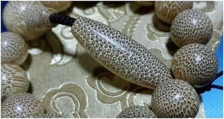 龍魚卵是什么樣子的：關(guān)于龍魚卵的一些詳細(xì)信息
