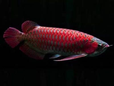 龍魚賣多少錢一條合適（龍魚市場(chǎng)價(jià)格波動(dòng)趨勢(shì)）