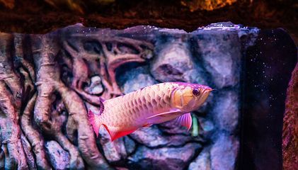 龍魚有病身體會出現什么情況，龍魚感染了寄生蟲、鰓絲蟲病，龍魚可能會出現這些癥狀