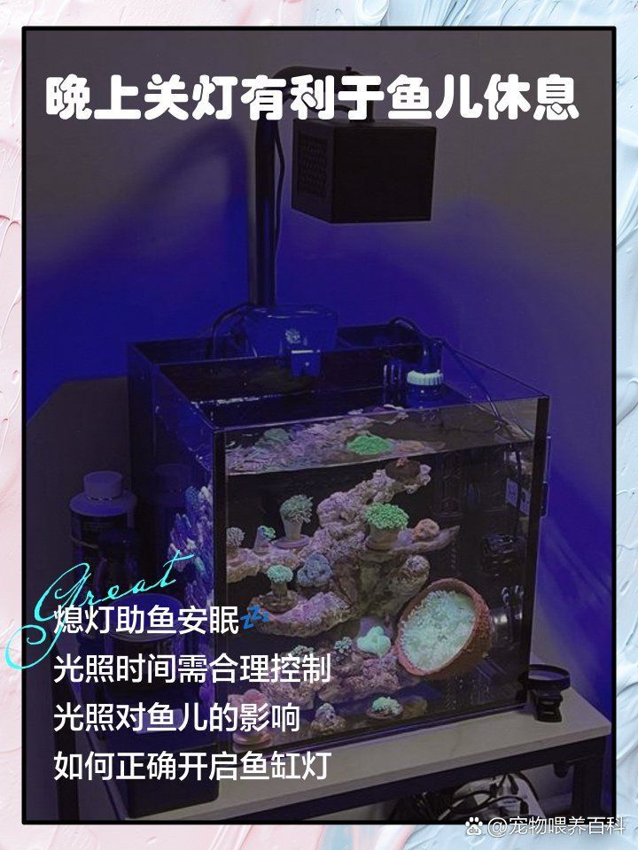 金龍魚晚上需要關燈嗎
