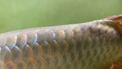 龍魚魚尾有黑斑和黑點怎么回事：龍魚魚尾出現黑斑和黑點可能是由多種原因引起的原因