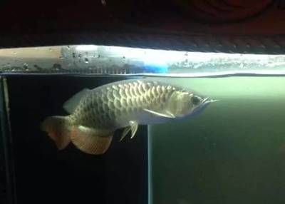 龍魚為什么彎著身子：龍魚身體彎曲可能由多種原因引起