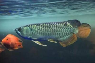 龍魚為什么彎著身子：龍魚身體彎曲可能由多種原因引起