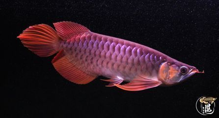 龍魚為什么彎著身子：龍魚身體彎曲可能由多種原因引起