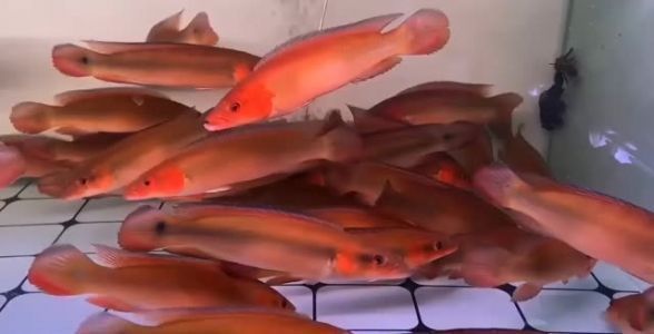 如何挑選高品質胭脂孔雀龍魚：如何挑選高品質的胭脂孔雀龍魚